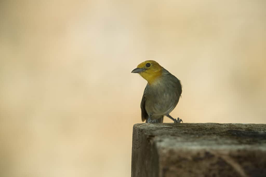 Orange Tanager