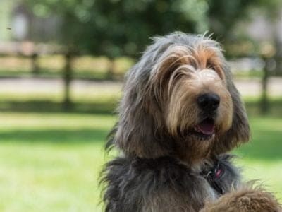 A Otterhound