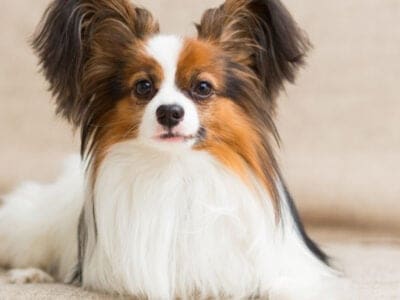 A Papillon