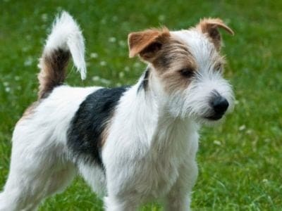 A Parson Russell Terrier