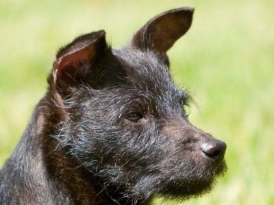 A Patterdale Terrier