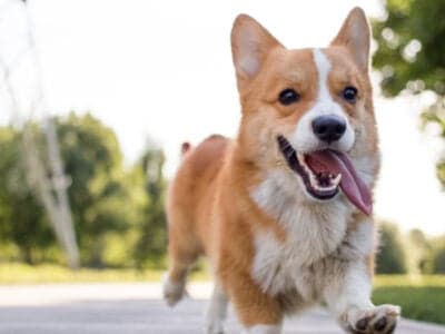 A Pembroke Welsh Corgi