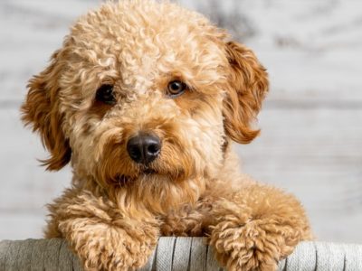 A Petite Goldendoodle