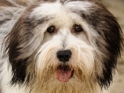 A Polish Lowland Sheepdog