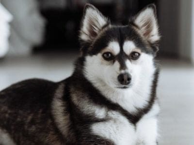 A Pomsky