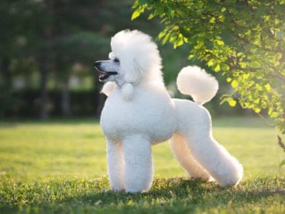 A Poodle