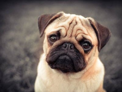 A Pug