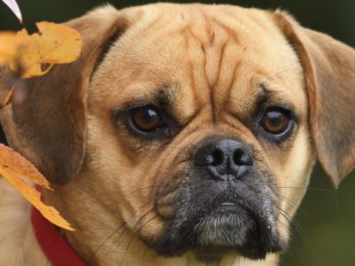 A Puggle