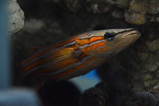 An Australian flathead perch peeking out from a hiding place