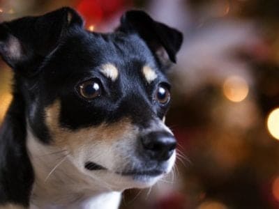 A Rat Terrier