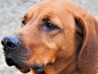 A Redbone Coonhound