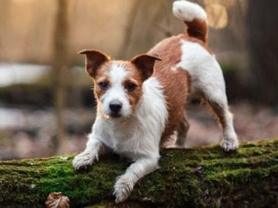 A Russell Terrier