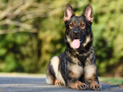 A Sable Black German Shepherd