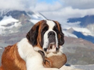 A Saint Bernard