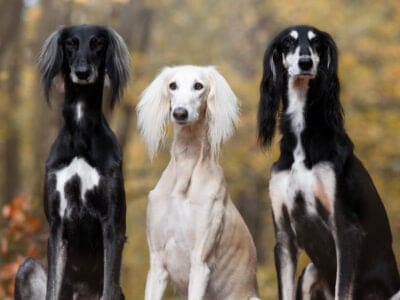 A Saluki