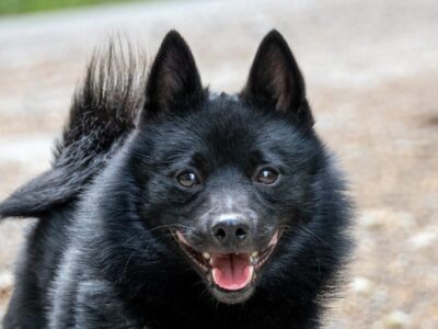 A Schipperke