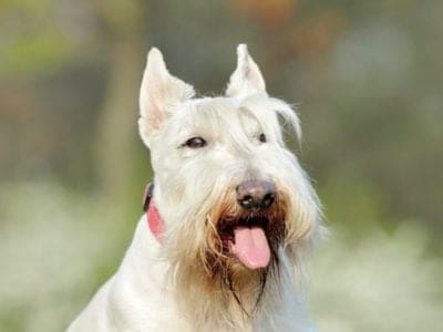 A Scottish Terrier