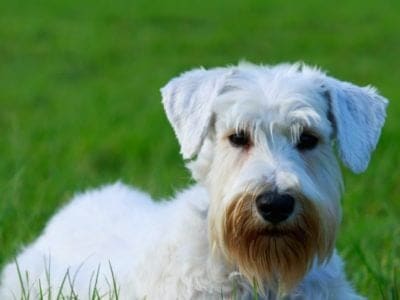 A Sealyham Terrier