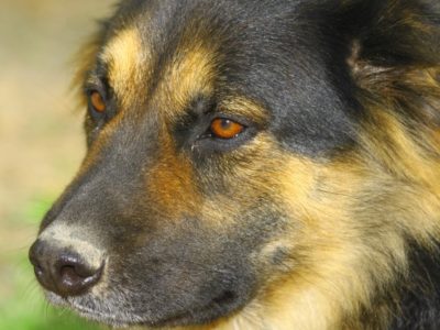 A Shepweiler