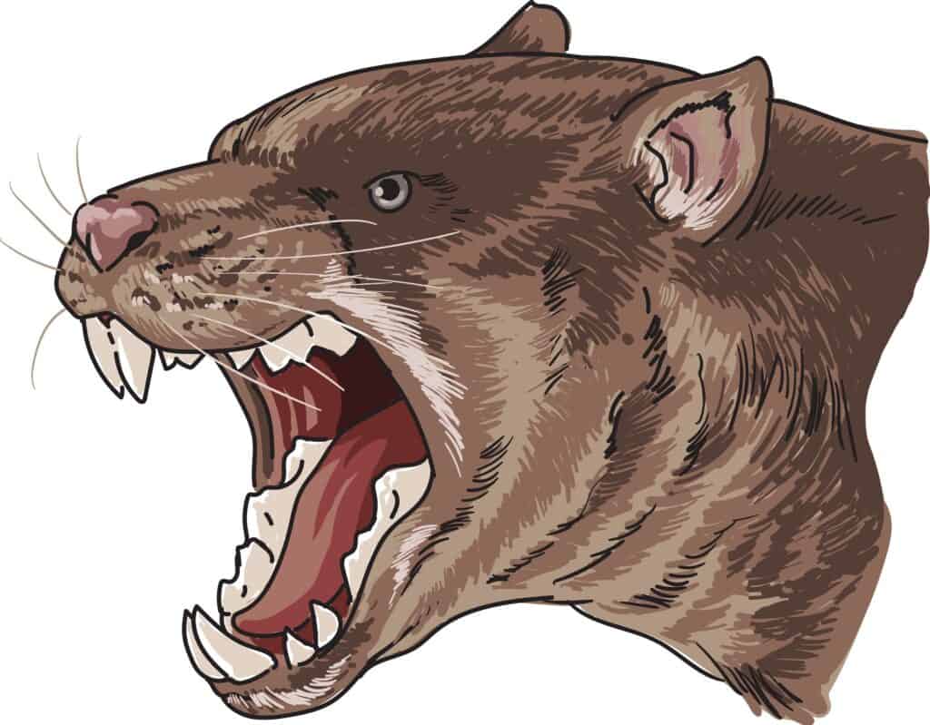 thylacoleo illustration