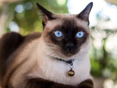 A Siamese