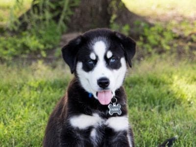 A Siberian Retriever