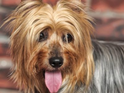 A Silky Terrier