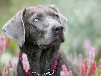 A Silver Labrador