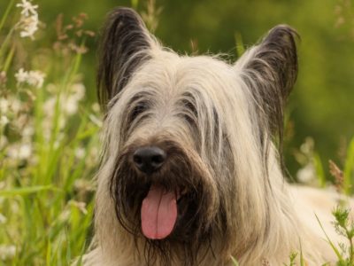 A Skye Terrier