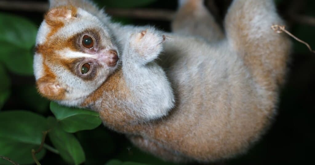 Slowest Animals: Slow Loris