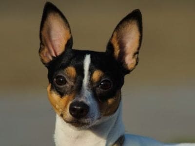 A Smooth Fox Terrier