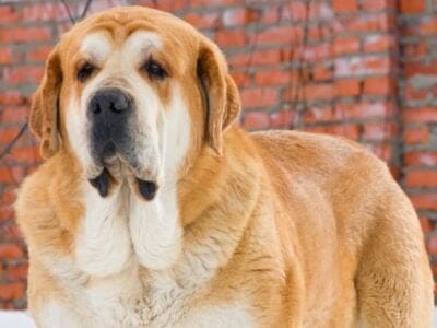 A Spanish Mastiff