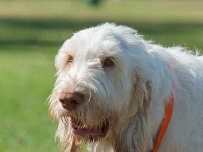 A Spinone Italiano