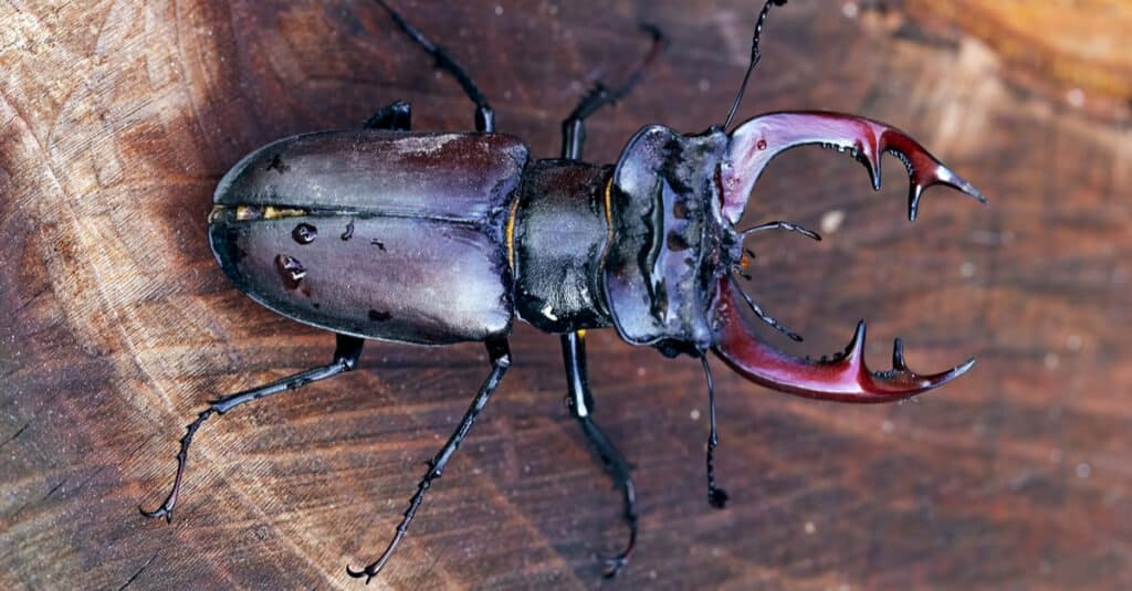 Stag Beetle