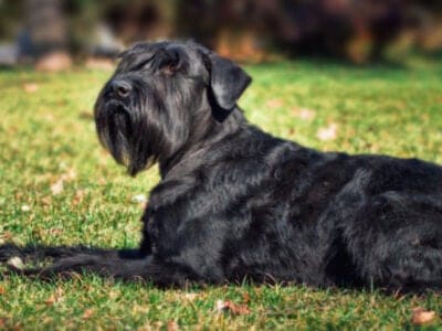 A Standard Schnauzer