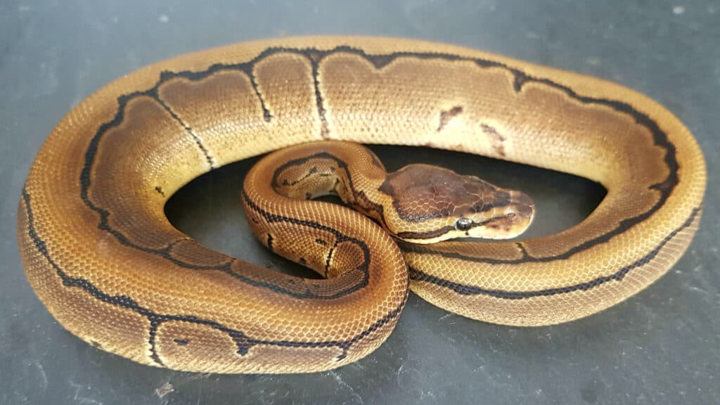 Desert Ghost Ball python