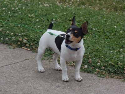 A Teddy Roosevelt Terrier