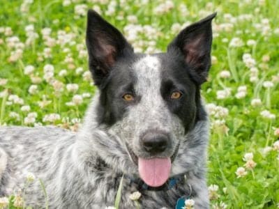 A Texas Heeler