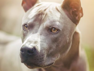 A Thai Ridgeback