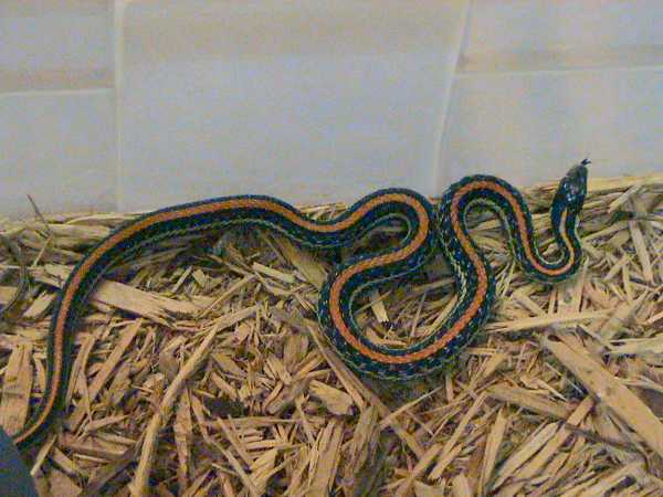 A Texas garter snake in captivity