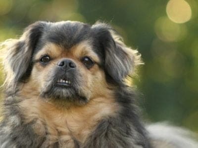 A Tibetan Spaniel