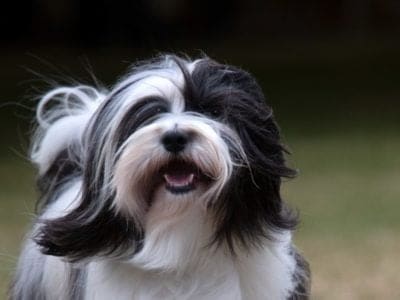 A Tibetan Terrier