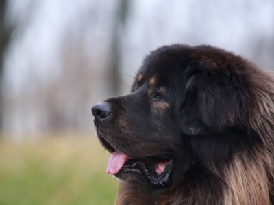 A Tibetan Mastiff