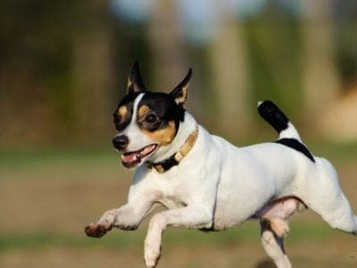 A Toy Fox Terrier