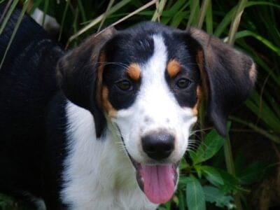 A Treeing Walker Coonhound