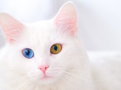 A Turkish Angora