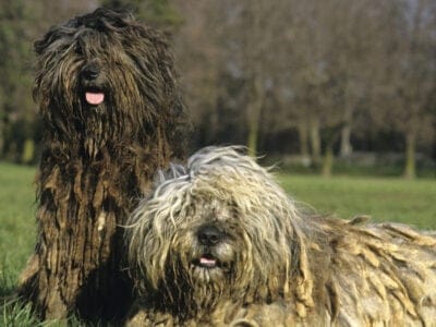 A Bergamasco