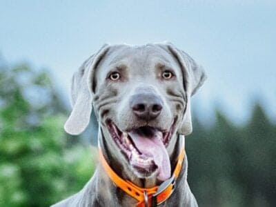 A Weimaraner