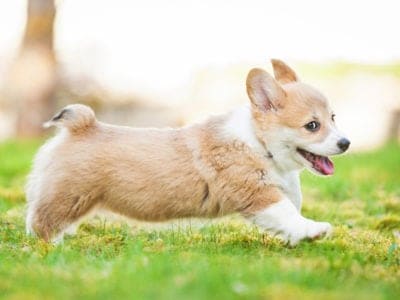 A Welsh Corgi