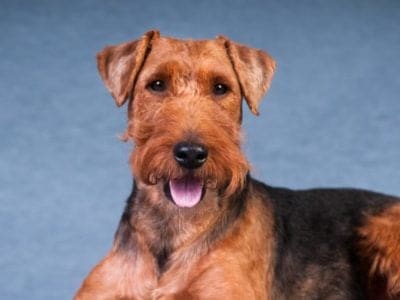 A Welsh Terrier